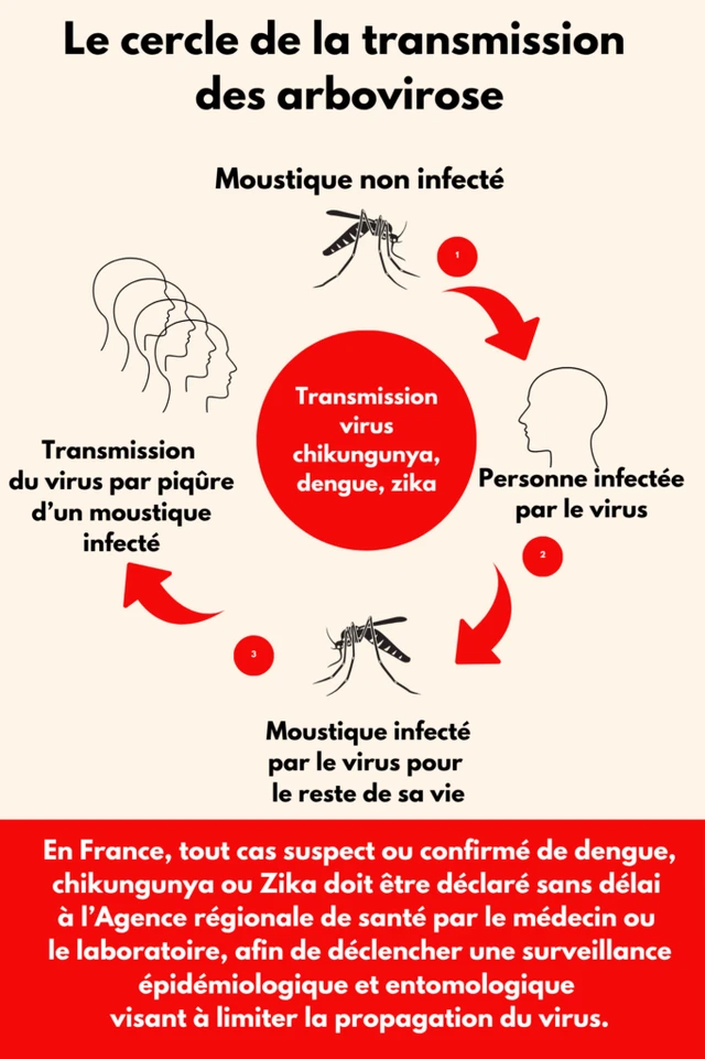 Dengue, Chikungunya, Zika - Surveillance renforcée des cas du 1er mai au 30 novembre